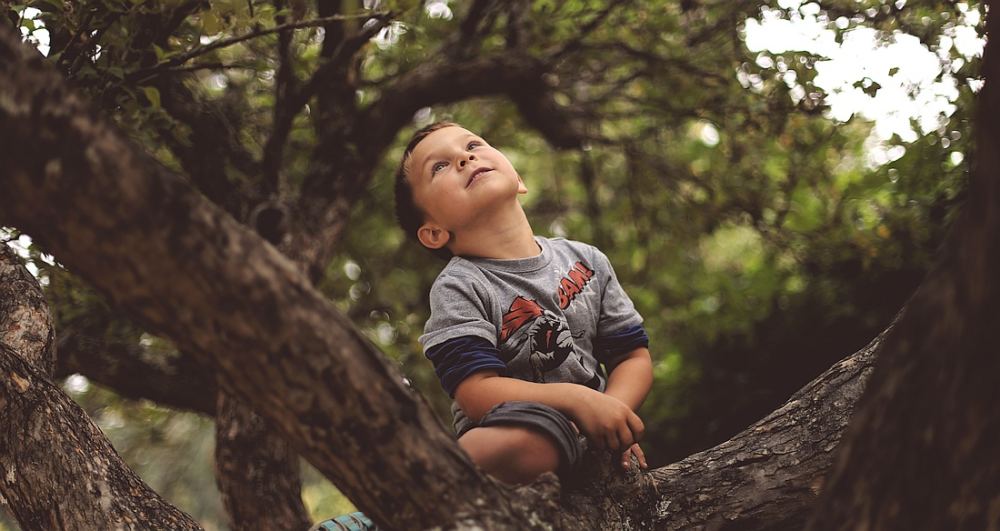 Ein kleiner junge sitzt in einem Baum und freut sich.